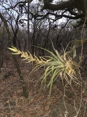Tillandsia bourgaei