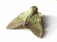 Nephele comma
