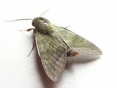 Nephele comma