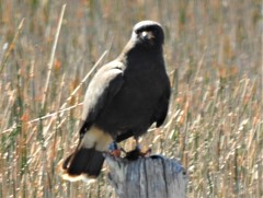 Rostrhamus sociabilis plumbeus