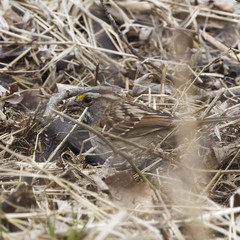 Zonotrichia albicollis