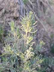 Artemisia tripartita