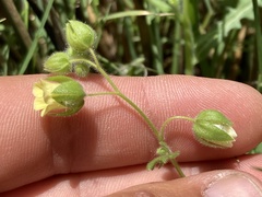Emmenanthe penduliflora