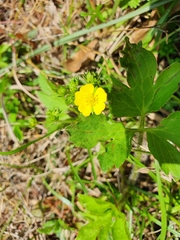 Potentilla kleiniana