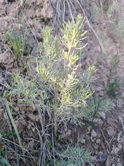 Artemisia tripartita