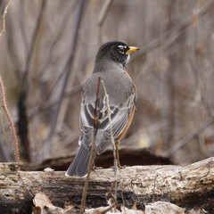 Turdus migratorius
