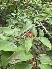 Cratoxylum cochinchinense