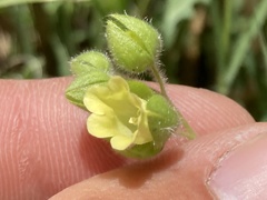 Emmenanthe penduliflora