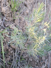 Artemisia tripartita