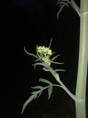 Prionosciadium thapsoides