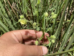 Emmenanthe penduliflora