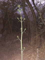 Prionosciadium thapsoides