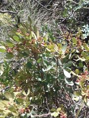 Searsia magalismontana magalismontana