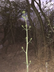 Prionosciadium thapsoides