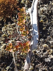 Gaultheria colensoi
