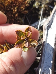 Gaultheria colensoi
