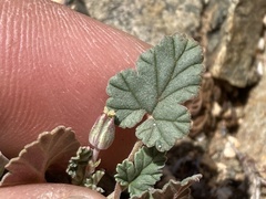 Erodium texanum