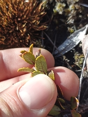 Gaultheria colensoi