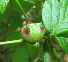Contarinia negundinis