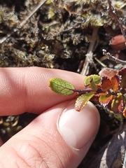 Gaultheria colensoi