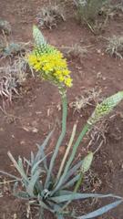 Bulbine narcissifolia