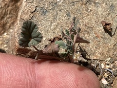 Erodium texanum