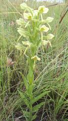 Habenaria epipactidea