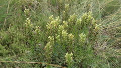 Habenaria epipactidea