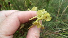 Habenaria epipactidea