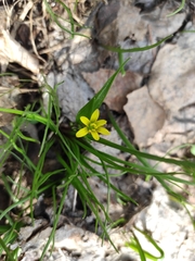 Gagea granulosa