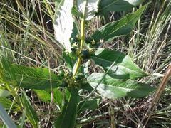 Fadogia homblei