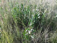 Fadogia homblei