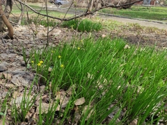 Gagea granulosa