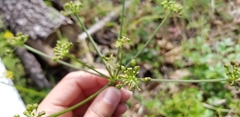 Tauschia kelloggii