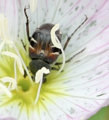 Trichiotinus piger