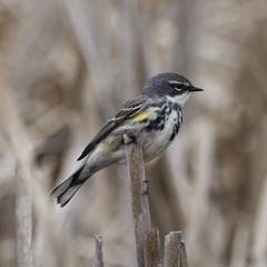 Setophaga coronata