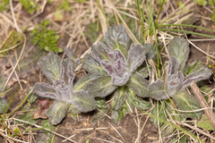 Ajuga genevensis