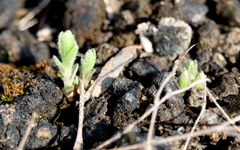 Evolvulus nuttallianus