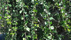 Ehretia rigida rigida