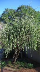 Ehretia rigida rigida