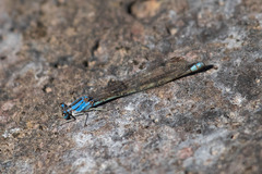 Argia funebris