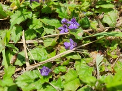 Ajuga decumbens