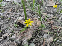 Gagea granulosa