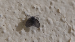 Clogmia albipunctata