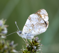 Phyciodes pulchella
