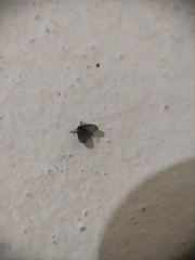 Clogmia albipunctata