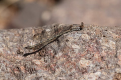Argia funebris
