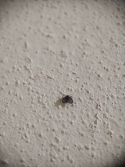 Clogmia albipunctata