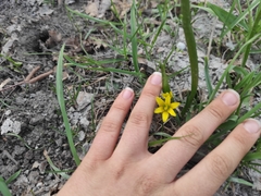 Gagea granulosa