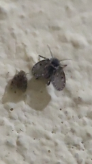 Clogmia albipunctata